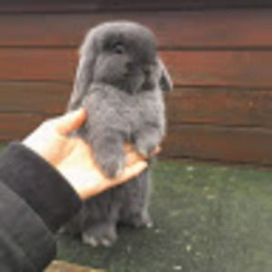 Meet your Posher, Vanilla